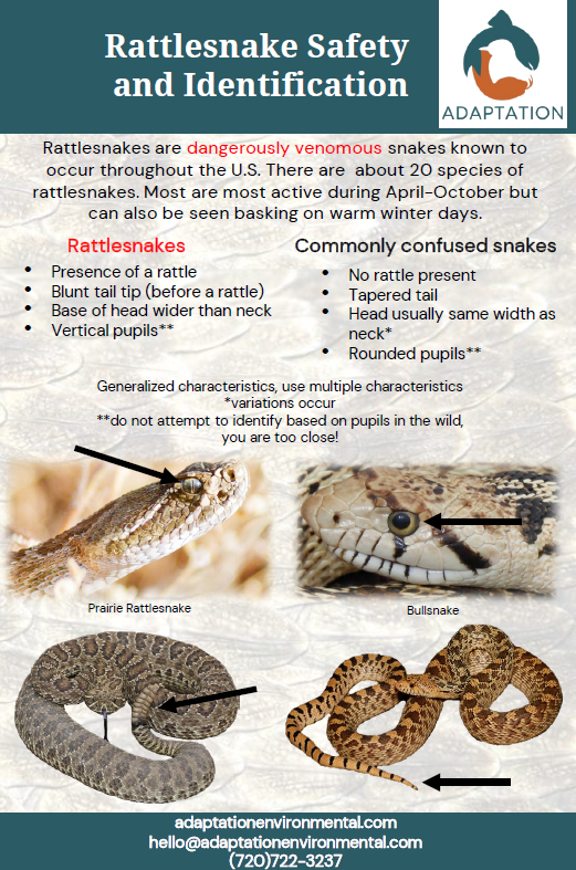 PW rattlesnake safety 1